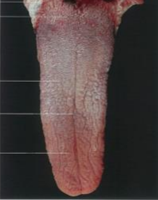 <p>the midline of tongue in dogs, is called? What structure is seen on ventral surface in car?</p>