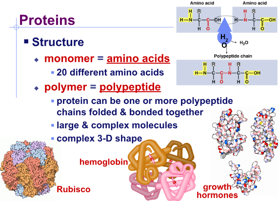 <p>Structure of proteins:</p>