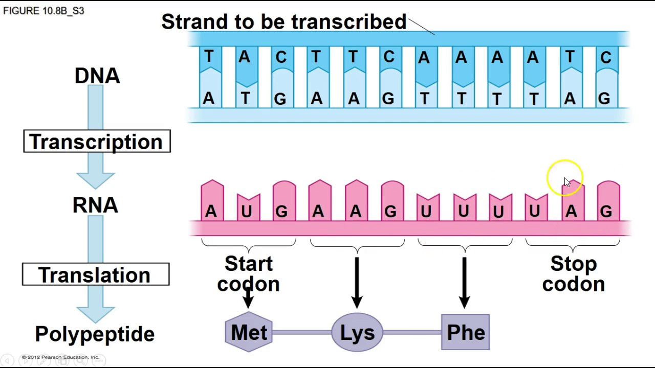 <p>Translace je překlad genetické informace v podobě mRNA do sekvence aminokyselin polypeptidu.</p>