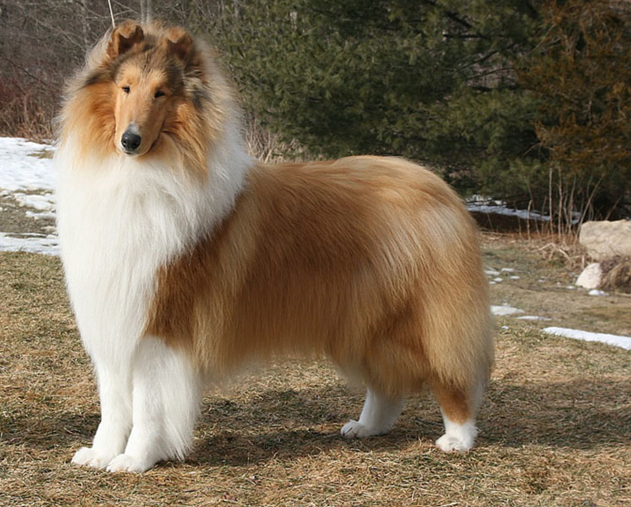 <p>Collie</p>