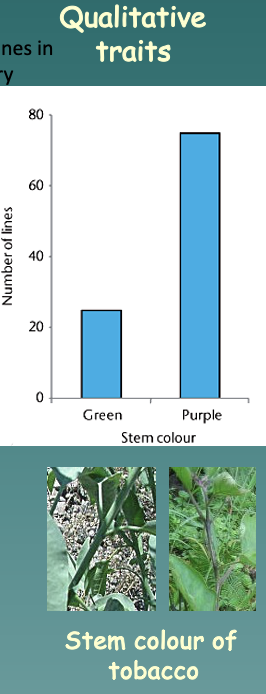 <p>A trait that can be described as a category (Ex: black or red coat color, horned or polled, coat color dilution)</p><p>Example: Stem color of tobacco</p><ul><li><p>Have 1 or 2 genes</p></li><li><p>Have few genotypes</p></li><li><p>Phenotypic categories</p></li></ul>