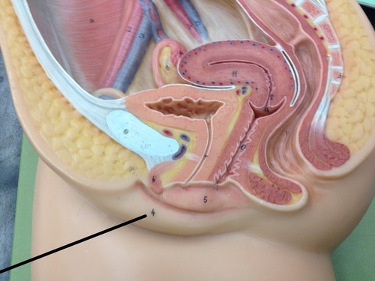 <p>the larger outer folds of the vulva.</p>