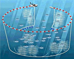 a large net in the shape of a purse that encloses a school of fish and closes at the bottom