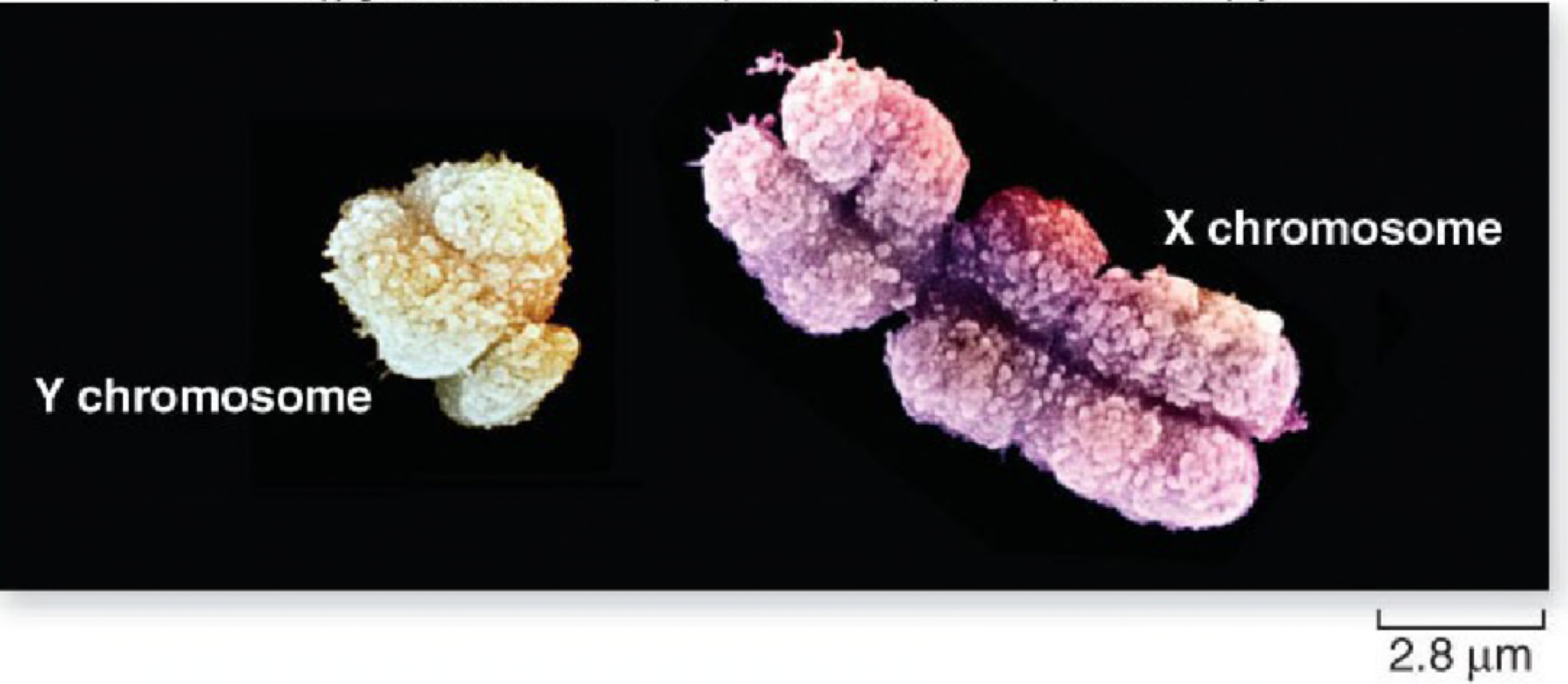 Sex chromosomes are unusual homologues, X is so much bigger than the Y chromosome. 
