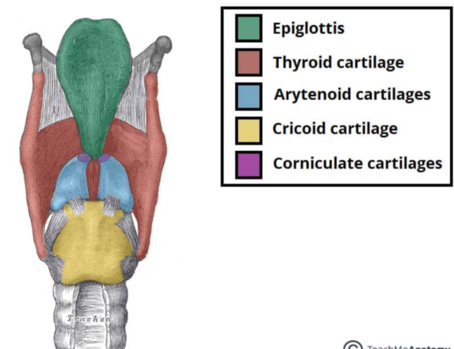<p>Stylohyoid</p><p>Epihyoid</p><p>Ceratohyoid</p><p>Basihyoid</p><p>Thyrohyoid</p><p></p><p>Some elephants can be terrifying (dorsal to ventral)</p><p></p><p>Laryngeal cartilages</p><p>Thyroid</p><p>Cricoid</p><p>Arytenoid</p><p></p>