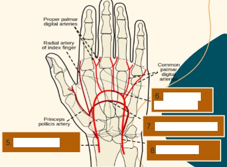 <p>Label the upper extremity arterials that are crossed out. </p>