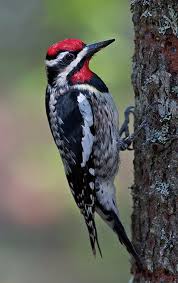 <p>What bird is this?</p>