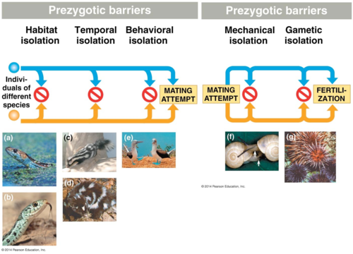 <p>prevent mating or fertilization between species; maintain reproductive isolation; include Temporal, Habitat, Behavioral, Mechanical, and Gamete Isolation. Mneumonic: The Hell Breaking Man Growled</p>