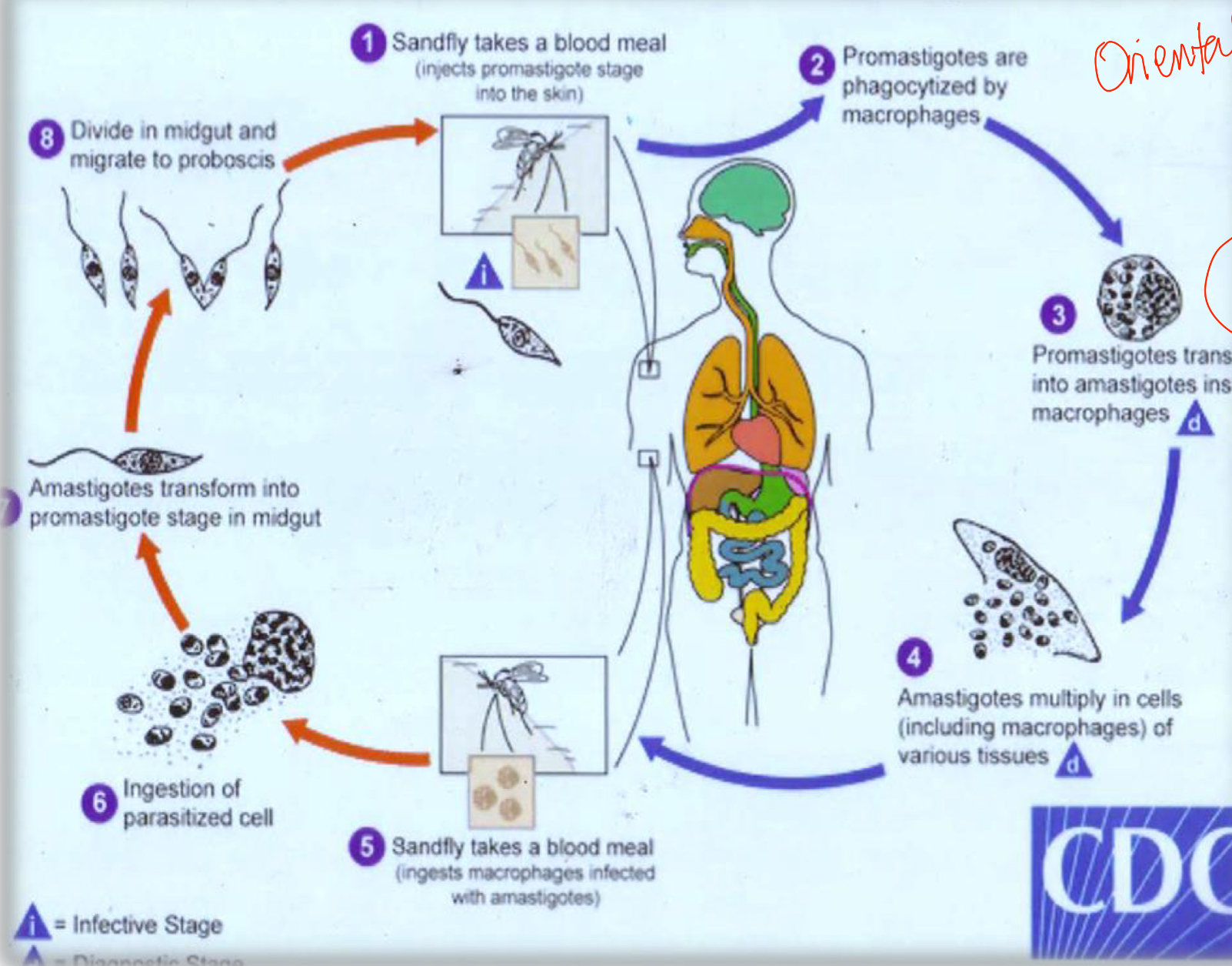 <p>Life cycle?</p>