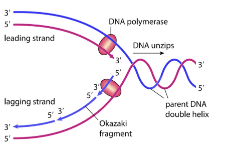 <ul><li><p>Occurs during <strong>S phase</strong> of cell cycle.</p></li><li><p><strong>Steps</strong>:</p><ol><li><p>DNA <strong>unzips</strong> (hydrogen bonds broken).</p></li><li><p><strong>DNA polymerase</strong> attaches to each strand, adds complementary nucleotides (5′ → 3′ direction).</p><ul><li><p><strong>Leading strand</strong> → continuous replication.</p></li><li><p><strong>Lagging strand</strong> → discontinuous replication → short <strong>Okazaki fragments</strong>.</p></li></ul></li><li><p><strong>DNA ligase</strong> joins nucleotides and Okazaki fragments with <strong>phosphodiester bonds</strong>.</p></li></ol></li><li><p><strong>Semi-conservative replication</strong> → each new DNA has one original strand + one new strand.</p></li></ul><p></p>