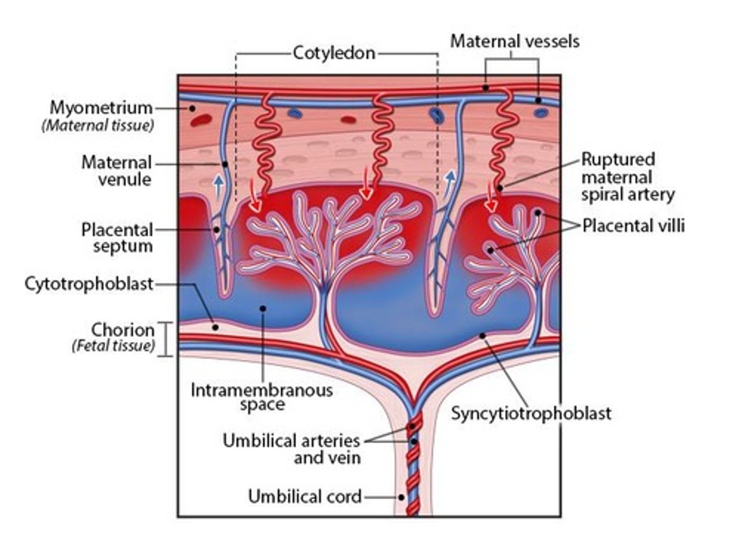 <p>The placenta is a chimeric organ consisting of uterine and embryonic tissue, with several lobes called cotyledons.</p>
