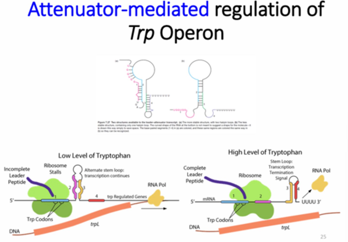 <p>There are two tryptophan codons side-by-side in the first coding region of the mRNA. When tryptophan levels are low the ribosome stalls, which allows for alternate stem loop formation between regions 2 and 3. This conformation allows RNA pol to continue translating the Trp genes.</p><p>If tryptophan levels are high and are quickly added to the polypeptide during translation, the loop between regions 3 and 4 remain and act as a transcription termination signal.</p>