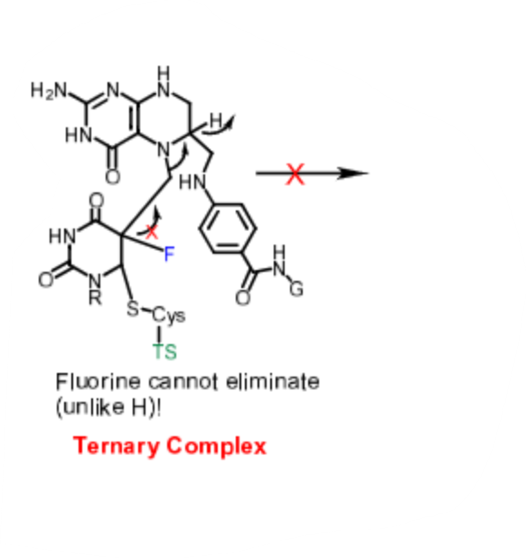 <p>-<span style="color: red"> <strong>Pyrimidine antagonist</strong></span></p><p>- <span style="color: red"><strong>Dual MoAc</strong></span>:</p><ul><li><p><span style="color: red"><strong>Inhibits thymidylate synthase by acting as a false substrate (modified molecule that enters </strong></span><span><strong>and </strong></span><span style="color: red"><strong>disrupts normal metabolic pathways)</strong></span></p></li><li><p><span style="color: red"><strong>5-dUTP can be incorporated into DNA, leading to chain termination</strong></span></p></li></ul><p>- <span style="color: red"><strong>Prodrug</strong></span></p><p>- <strong>Needs to be converted to its</strong><span style="color: red"> <strong>active form, 5-F-dUMP</strong></span></p><p>- <span style="color: red"><strong>5-F-dUMP is recognized by TS, but not 5-FU</strong></span></p><p>-<span style="color: red"> <strong>IV formulation</strong></span> <strong>is used to</strong> <span style="color: red"><strong>manage colorectal, breast, stomach, </strong></span><strong>and</strong><span style="color: red"><strong> pancreatic cancers</strong></span></p><p>- <span style="color: red"><strong>Topical formulation</strong></span><strong> is used to treat </strong><span style="color: red"><strong>actinic</strong></span><strong> or</strong> <span style="color: red"><strong>solar keratosis</strong></span></p><p>- <strong>Rapidly cleared</strong></p><p>- <strong>Most of it undergoes metabolism in the liver by dihydropyrimidine dehydrogenase</strong>:</p><ul><li><p><span style="color: red"><strong>Those with a polymorphism of dihydropyrimidine dehydrogenase are at risk of increased exposure to the drug</strong></span></p></li></ul><p></p>