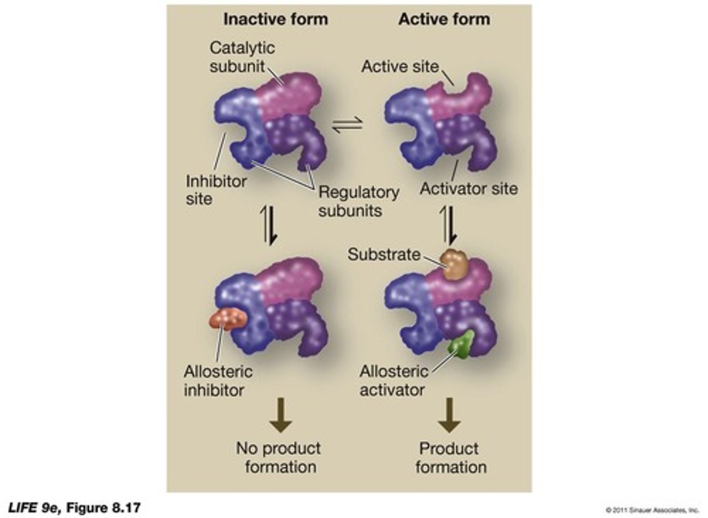 <p> occurs when an effector molecule binds to a regulatory subunit of an enzyme, inducing a change in the enzyme's shape and/or activity.</p>