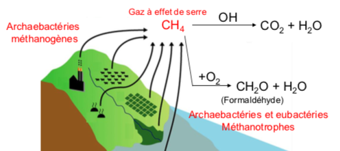 <p><span style="font-family: ArialMT">Archaebactéries méthanogènes</span></p><p><span style="font-family: ArialMT">Ruminants<br>Agriculture<br>Zones humides<br>Décharges<br>Exploitations minières et de gaz</span></p><p><span style="font-family: ArialMT">une partie du CH4 dissoud → prod CO2 + H2O</span></p><p><span style="font-family: ArialMT">d’autre bact vont conso CH4</span></p><p><span style="font-family: ArialMT">=> equilibre entre bactéries = prod CH4 et ele qui les conso</span></p>