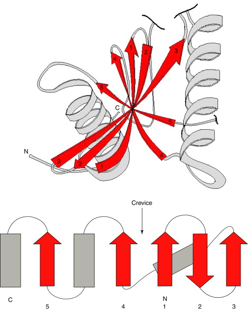 <ul><li><p>the overall 3D conformation/shape of the polypeptide held together by different bonds</p></li><li><p>disulfide bonding which is stronger</p></li><li><p>most proteins are fully functional at this level</p></li></ul><p></p>