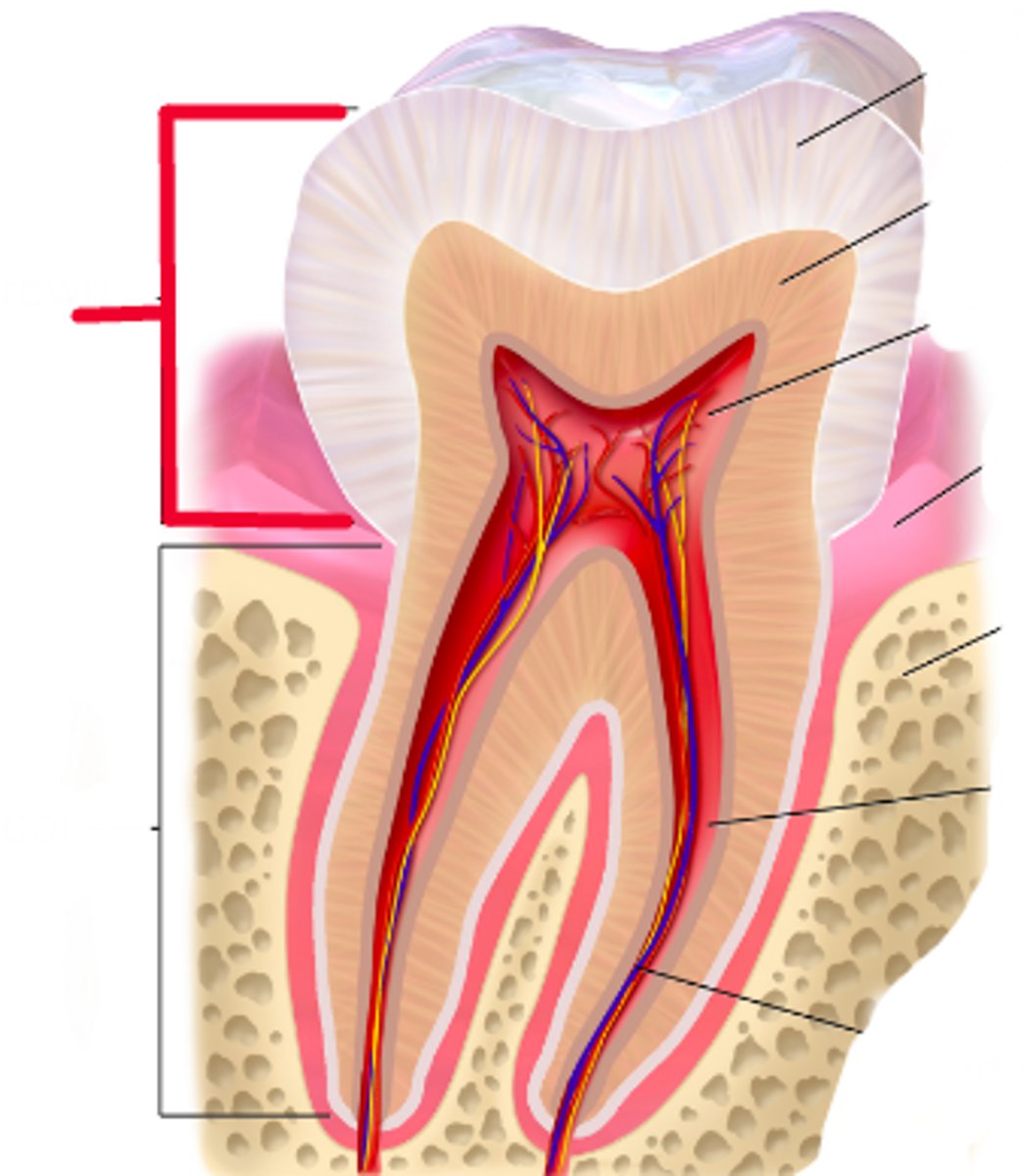 <p>Identify this structure.</p>