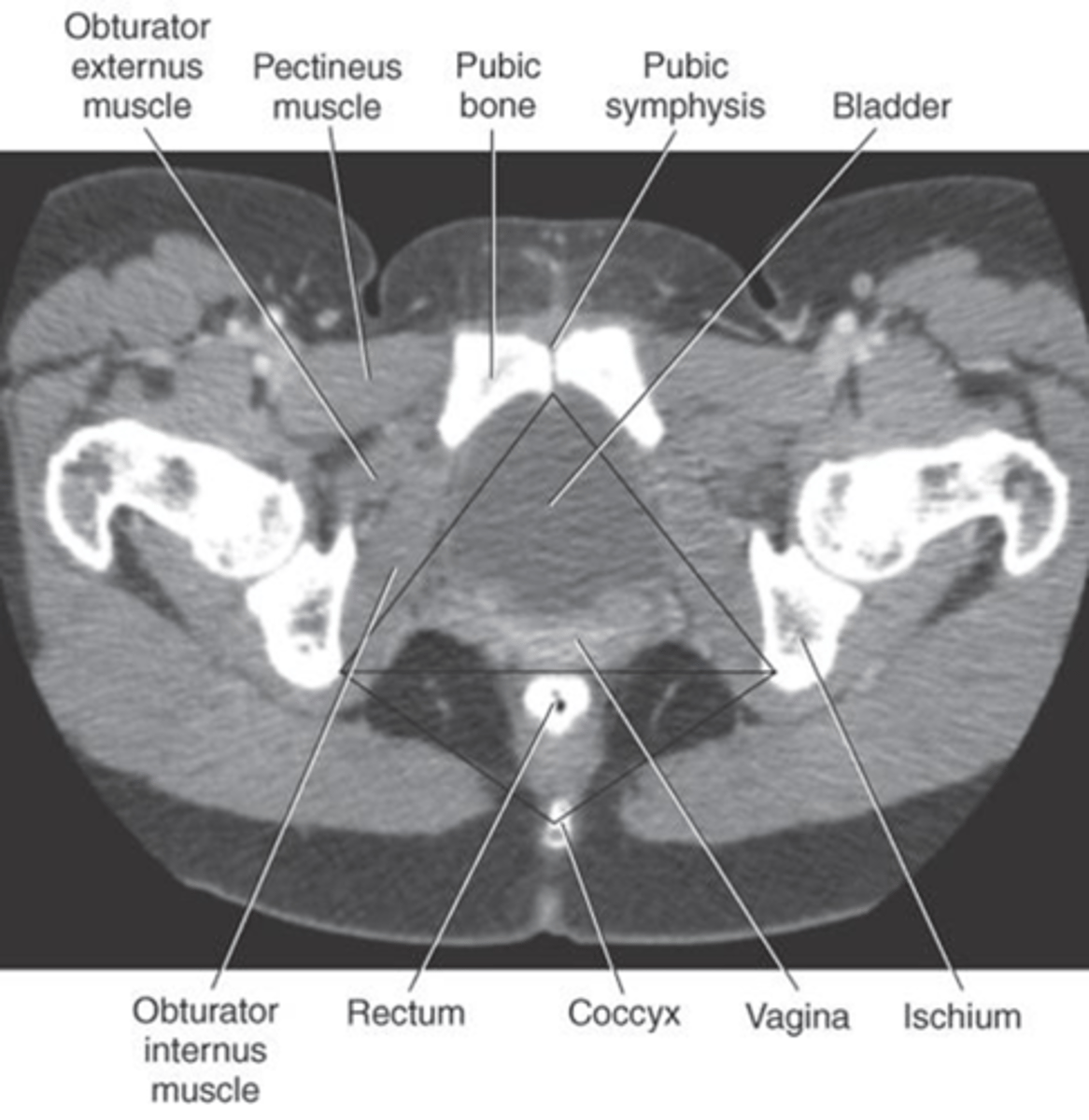 <p>What gender is this patient</p>