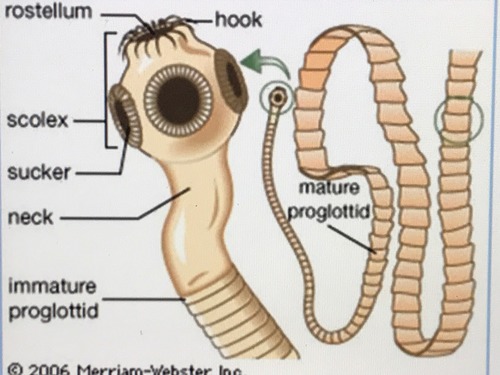 <p>Phylum+Class?</p>