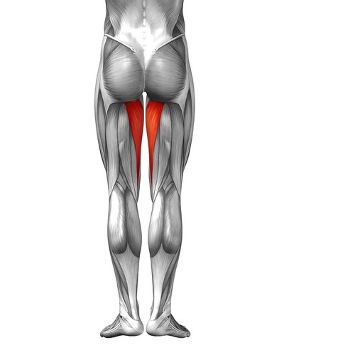 <p>adductor part: gluteal tuberosity, linea aspera, medial supracondylar line</p><p>hamstring part: adductor tubercle of femur</p>