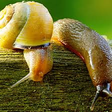 <p><span>&nbsp;Mollusks that chew holes in leaves, flowers, and stems, leaving a slimy trail.</span></p>