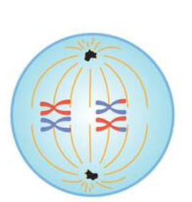 Metaphase 1