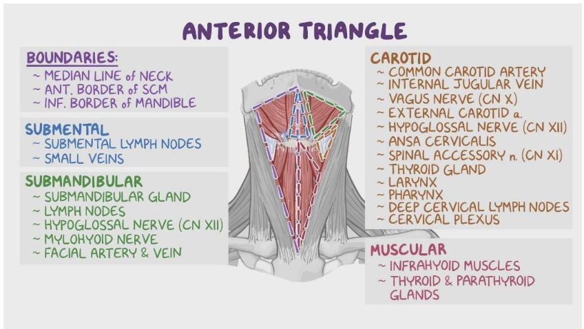 <ol><li><p><span>submandibular triangle, submental triangle, muscular triangle, and carotid triangle</span></p></li></ol>