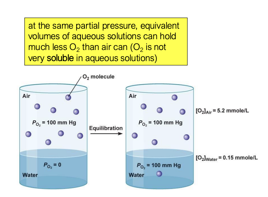 <p>it will be in equilibrium when the partial pressures are the same, NOT when the concentrations of oxygen are the same</p><p>O2 is not very soluble in aqueous solutions, so water can hold much less O2 than the air can</p>