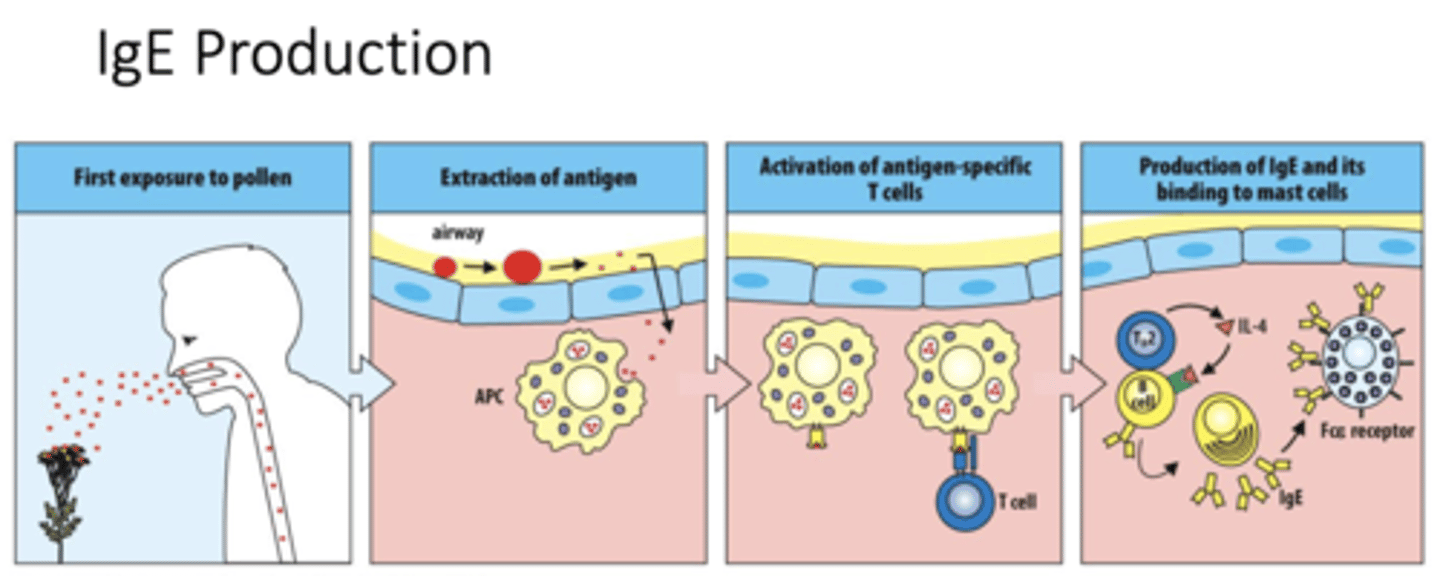 <p>A: Pollen enters the airway and acts as an allergen, starting the sensitization phase of the immune response.</p>