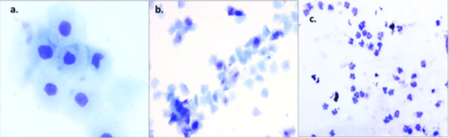 <p>Match</p><p>1. Proestrus</p><p>2. Estrus</p><p>3. Diestrus</p>