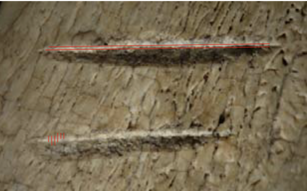 <p>lines etched into bone from passage of blade</p><ul><li><p>parallel to cut mark</p></li><li><p>perpendicular = chopping motion</p></li></ul>