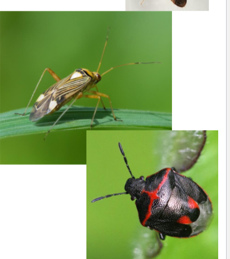 <p>Name the suborder</p>