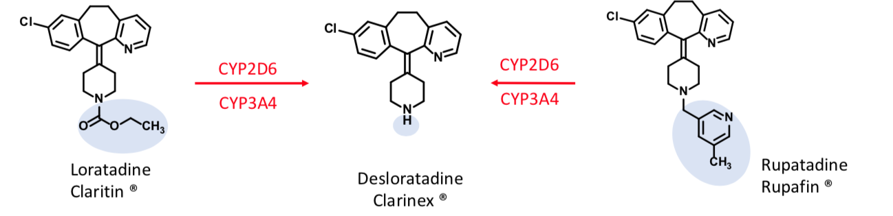 <p>Second Gen H1 Antihistamine </p><p>Loratadine: </p><p><span>Parent half-life ~ 8 h</span><br><br><span>Desloratadine:</span></p><p><span style="color: rgb(255, 0, 0)">Major metabolite of Loratadine and Rupatadine</span></p><p><span>Half-life ~ 24 h</span></p><p><span>More potent H1 </span><span style="color: rgb(255, 0, 0)">inverse agonist </span><span>than loratadine</span></p><p></p><p><span>Rupatadine: </span></p><p><span>Parent half life: 5-6 h</span></p><p><span>Also has anti-inflammatory activity: inhibits release of tumor necrosis factor (TNFα) and IL-6 in human mast cells and monocytes</span></p>