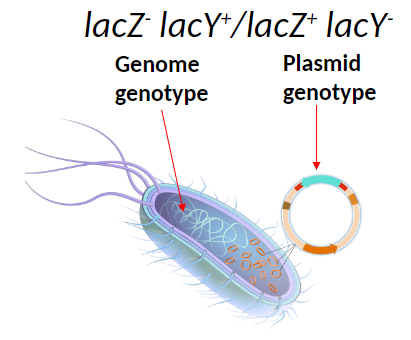 <p><strong>Mutation Symbols</strong><br>āNon-functional mutations are designated with a ā-ā superscript, e.g. lacZ-<br>āWild type is designated with a ā+ā superscript, e.g. lacZ+</p><p><strong>Partial Diploid Example</strong><br>āBacteria have a mutation in the lacZ gene and wild type lacY in the genome<br>āPlasmid carries wild type lacZ and mutant lacY<br>āGenome genotype: lacZ- lacY+<br>āPlasmid genotype: lacZ+ lacY-<br>āOne good copy of each gene allows the bacterium to metabolize lactose</p>