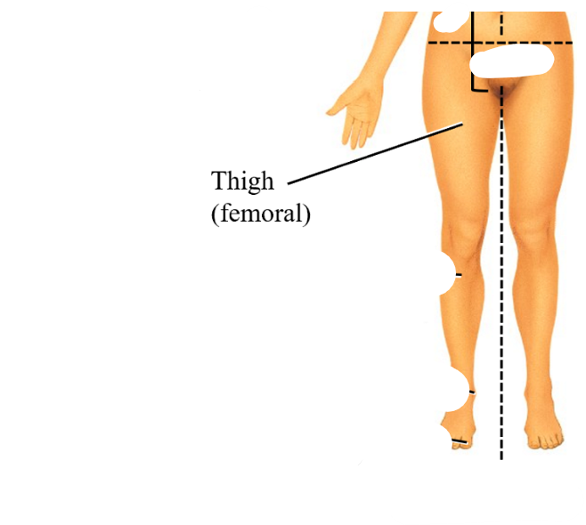 <p>femoral</p>