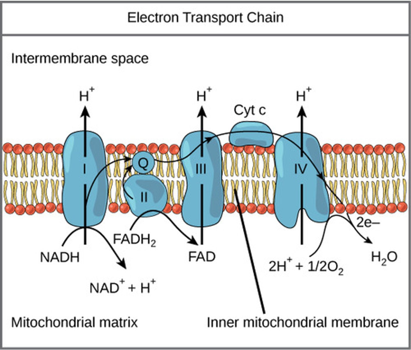 <p>- protein I: NADH split to NAD + H, energy is released to pump out H</p><p>- protein III: freed electrons go here and FADH2 split to FAD, energy released to pump out H</p><p>- protein IV: freed electrons pump out another H</p><p>- extra electrons contribute to H2O</p>