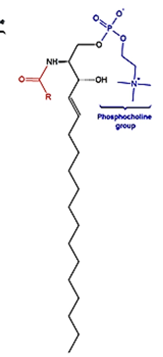 <p>these are ceramides with a phosphocholine group linked to the sphingosine’s OH group.</p>