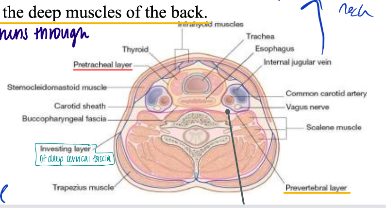Fascia is dense, sheet-like layer of connective tissue 

\
Surrounds and supports both the superficial cervical fascia and the deep cervical fascia.  

Deep cervical fascia is further subdivided into 4 parts

\

1. Superficial Cervical Fascia - outer layer indicated on diaphragm 

   
   1. A thin layer of connective tissue which encloses the platysma muscle and contains cutaneous nerves, superficial veins, and lymph nodes. 
2. Deep cervical fascia 

   
   1. Investing layer (of the deep cervical fascia) 

      
      1. This layer lies deep to the superficial cervical fascia and splits to enclose the SCM and Traps
   2. Pretracheal Fascia 

      
      1. This layer encloses the thyroid gland, trachea, and esophagus
   3. Prevertebral Fascia 

      
      1. This layer encloses the vertebral column and the deep muscles of the back. 
   4. Carotid Sheath *paired*

      
      1. This layer is a cylinder of fascia which extends from the base of the skull to the root of the neck