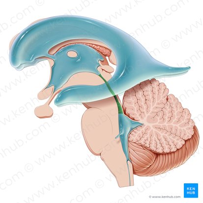 <p>cerebral aqueduct</p>