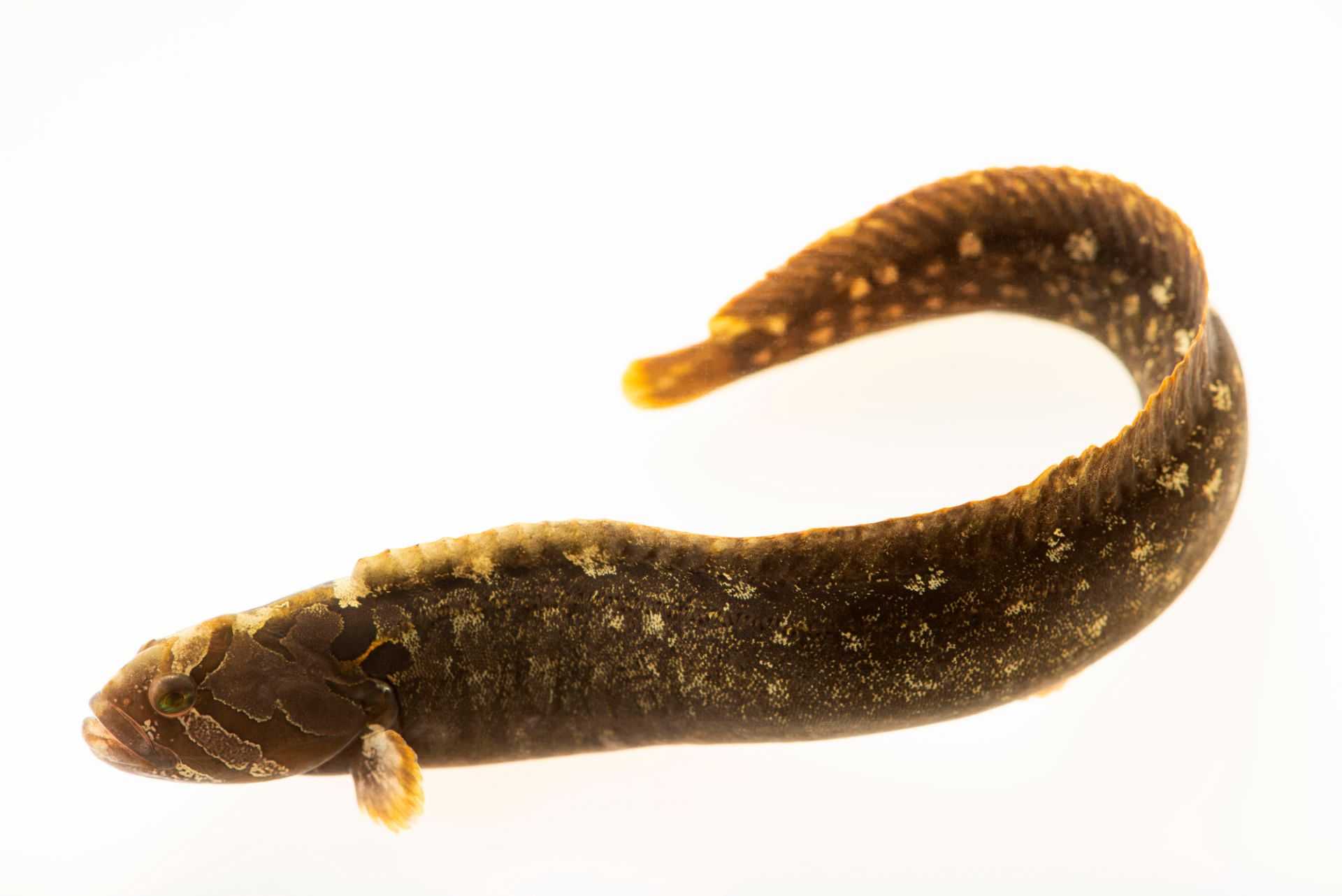 <p>Stichaediae</p>