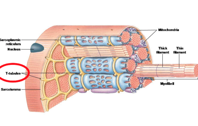 <p>What is the role of the invaginations of the sarcolemma in the T-tubule system?</p>