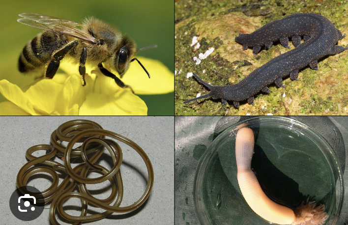 <ul><li><p>thick cuticle (or exoskeleton) that can be molted, shedding a tough external coat as they grow</p></li><li><p>includes phylum nematoda and arthropoda </p></li></ul><p></p>