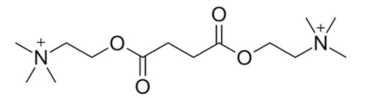 <p>Succinylcholine</p>