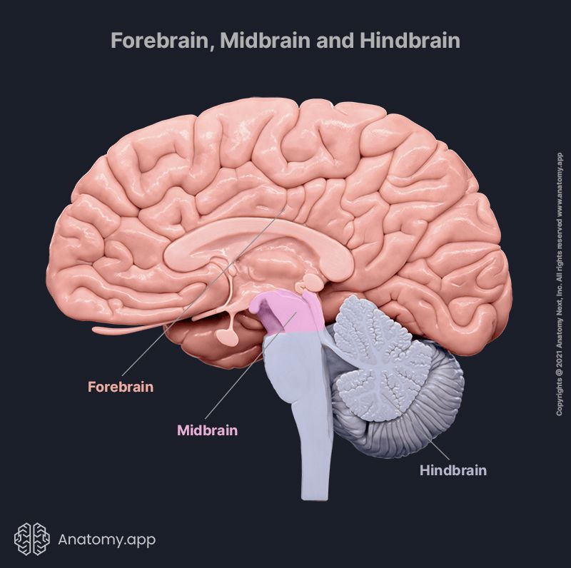 <p>3 primary brain vesicles during embryonic development + further divisions</p>