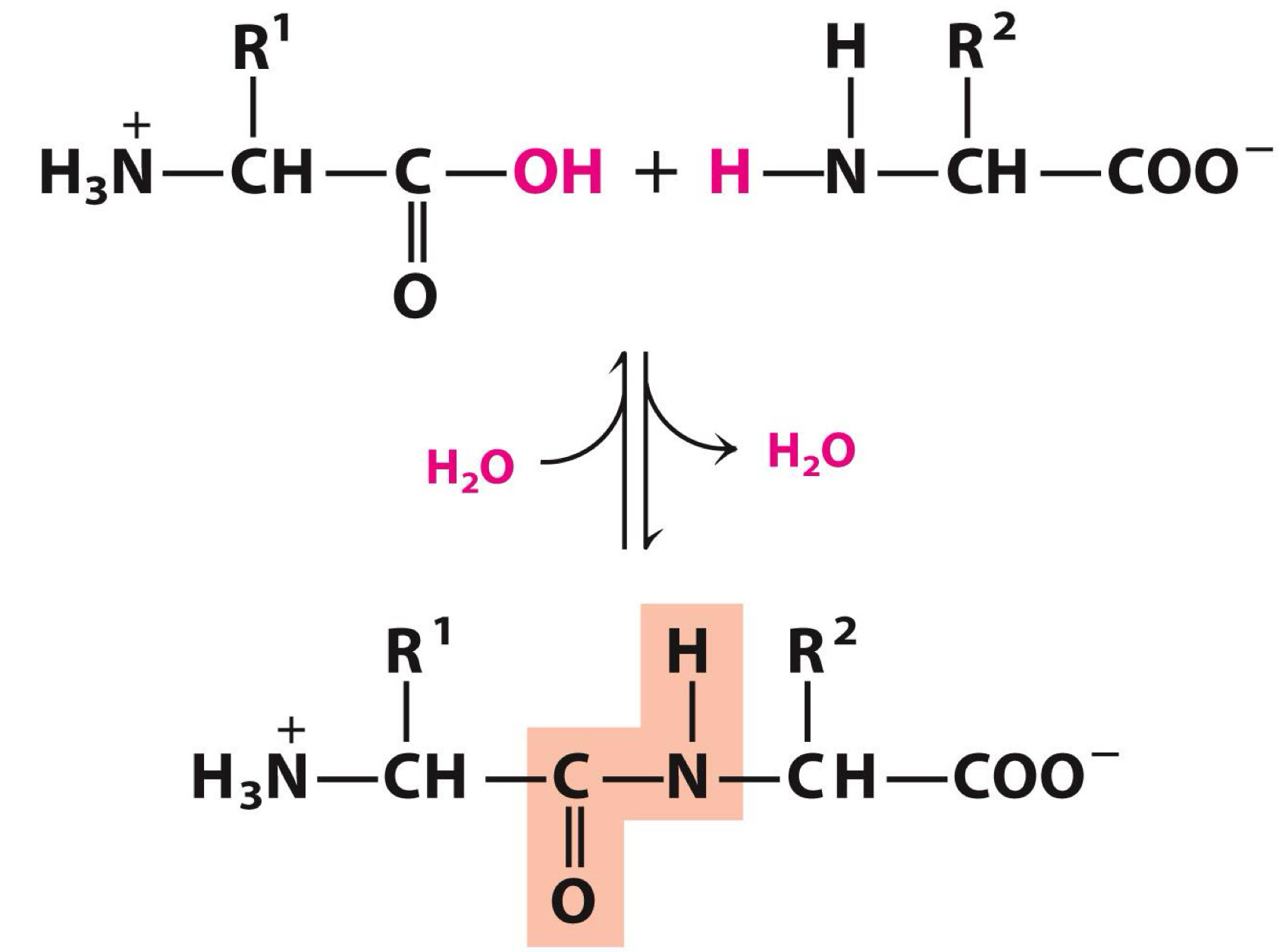 <p><span>Amino acids polymerize to form peptides</span></p>