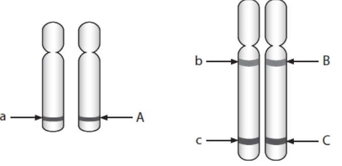 <p>Genes A, B and C are located on two different pairs of chromosomes. What combination of alleles could only be present if crossing over has occurred?</p><p>• ABC</p><p>• aBC</p><p>• ABc</p><p>• Abc</p>
