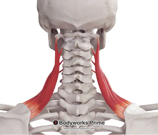 <p>insertion of levator scapulae</p>