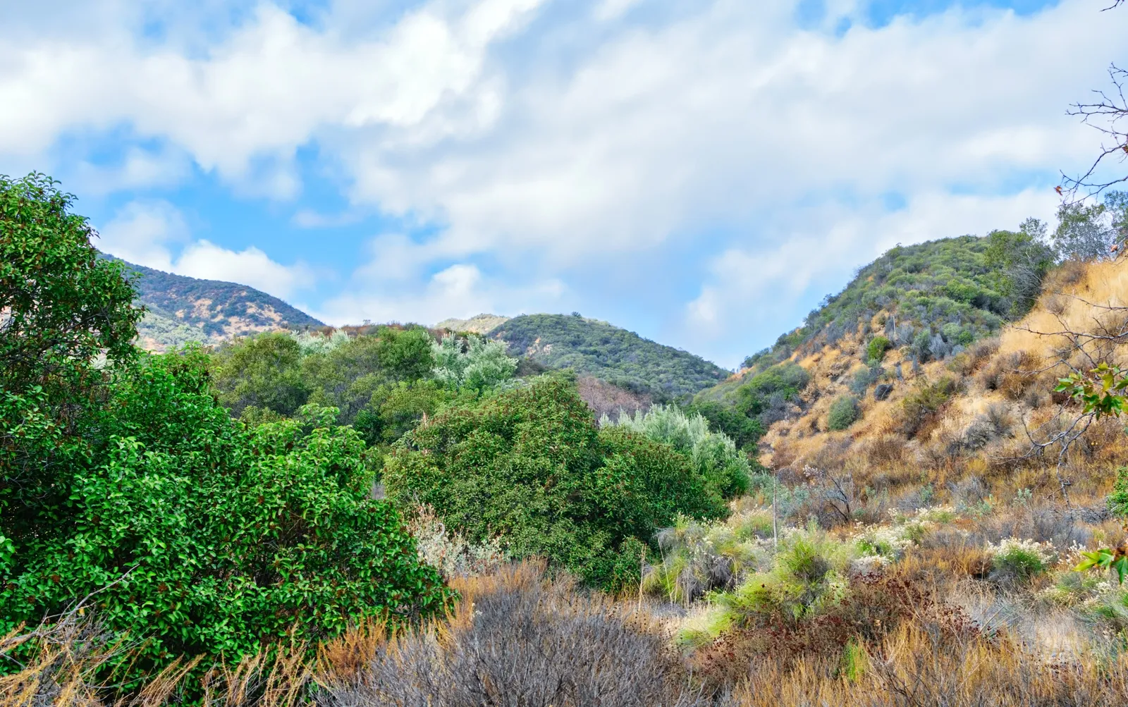 <p>Dry shrubland biome.</p>