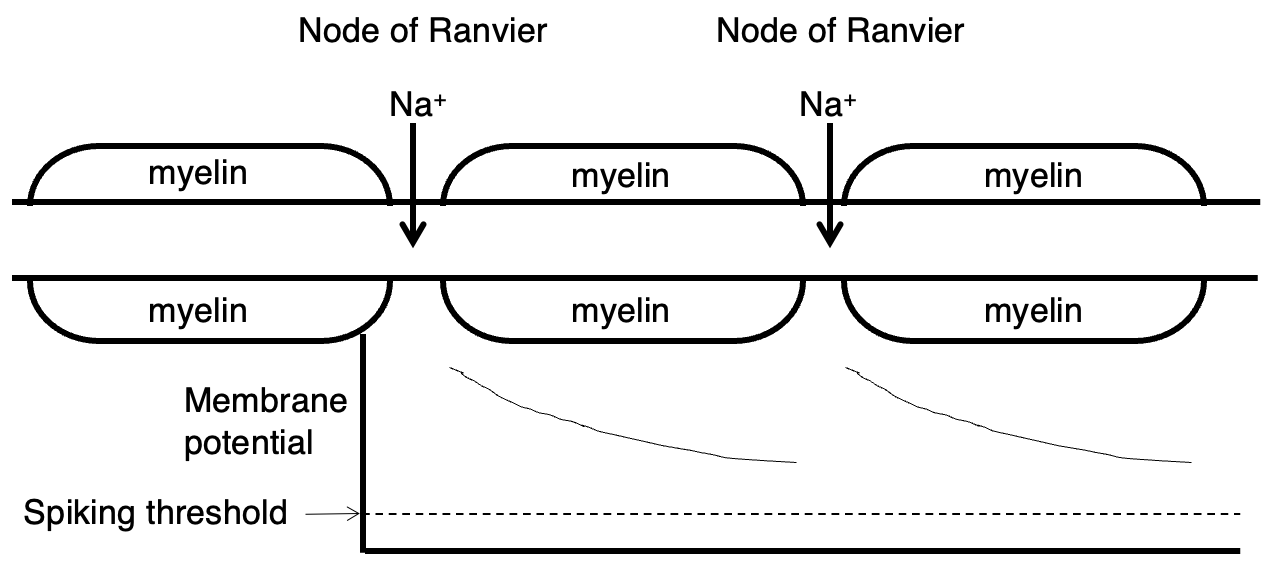 <p>Current enters through Na+ channels at nodes of ranvier = depolarisation spreads passively down the axon (this is sped up by a long space constant) = at next node of ranvier depolarisation triggers VG Na+ channels to regenerate the AP. </p>