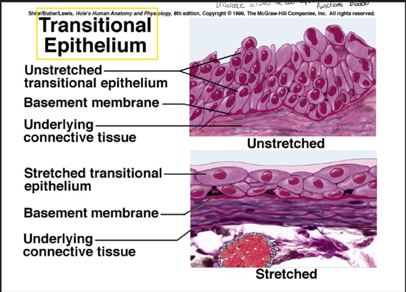 <p>allows the urinary organs to expand and stretch, lines the bladder, urethra and the ureters</p>